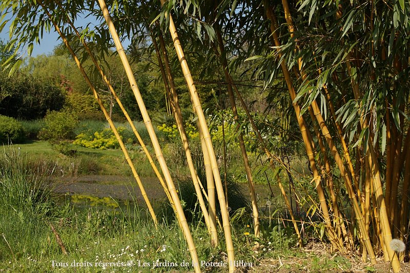 Phyllostachys vivax Aureocaulis2